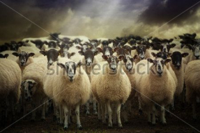 Стадо овец