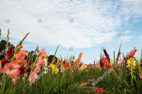 Поле гладиолусов