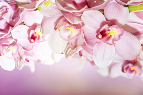 Орхидеи