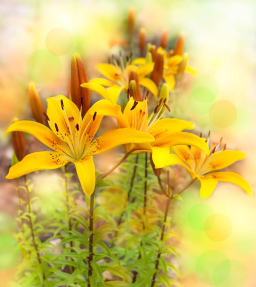 Желтые лилии