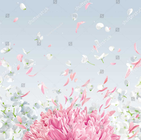 Нежная хризантема