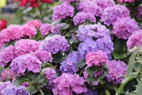 Кусты гортензии