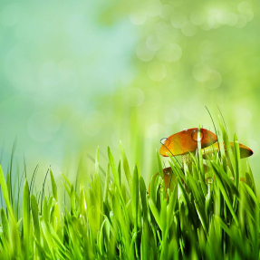 Грибы в траве