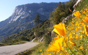 Цветы на обочине горной дороги