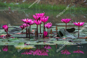 Кувшинки на воде