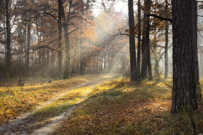 Осеннее солнце в лесу