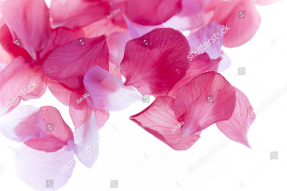 Лепестки роз