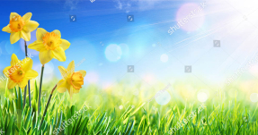 Нарциссы на фоне неба