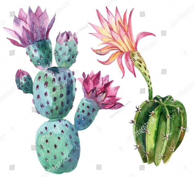Цветущие кактусы