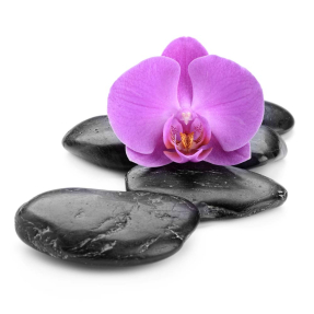Лиловая орхидея на камне