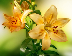 Оранжевые лилии