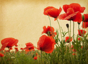 Красные маки