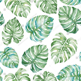 Листья монстеры