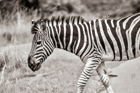 Зебра