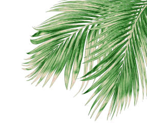Пальмовые листья