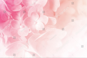 Лепестки гортензии