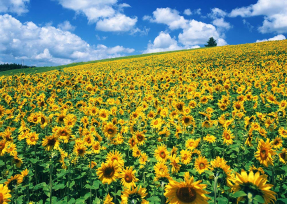 Поле подсолнухов