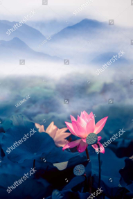 Цветы в дымке