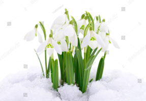 Первые подснежники