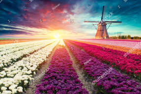 Цветочные поля