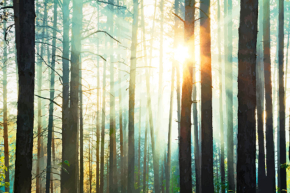 Картини Промені сонце крізь дерев