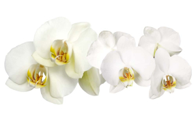 Цветы орхидеи