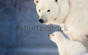 Белые медведи