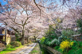 Цветущие вишни