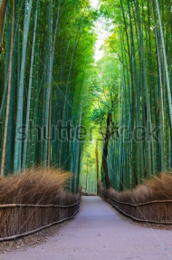 Бамбуковый лес