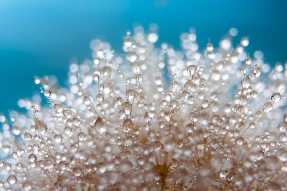 Роса на одуванчике