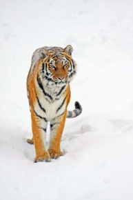 Картины Тигр в снегу