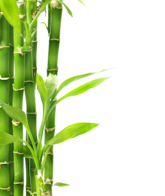 Стебли бамбука
