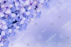 Сиреневая гортензия