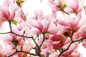 Нежные магнолии