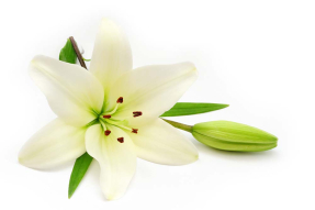 Белая лилия