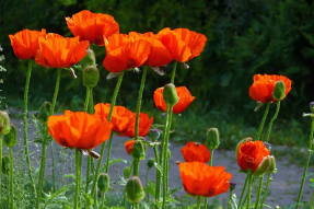 Красные маки