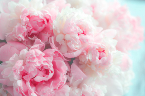 Свежие пионы