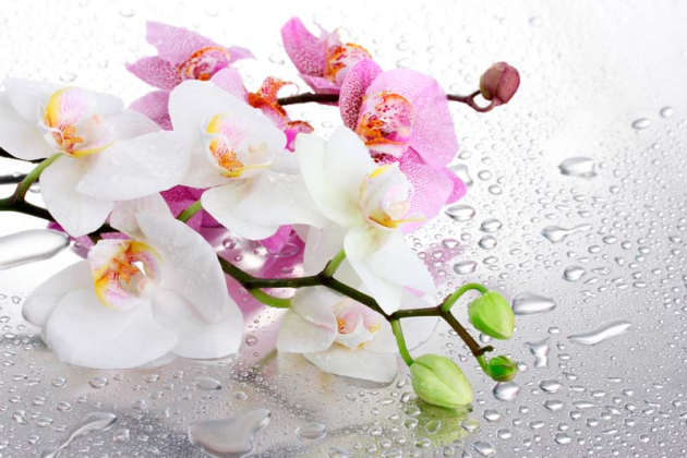 Орхидеи в росе