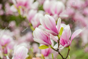 Ветка магнолии