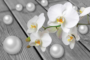 Орхидеи на дереве