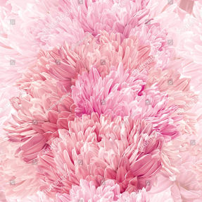 Пышные хризантемы