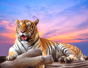Картини Тигр