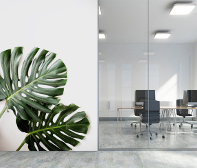 Листья монстеры