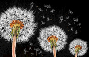 Одуванчики на черном фоне