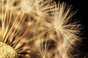 Красивый одуванчик