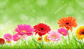 Разноцветные герберы