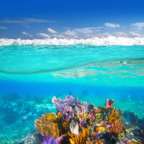 Картины Кораллы в океане