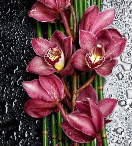 Яркие орхидеи