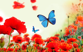 Маки и бабочка