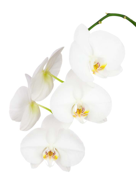 Белые орхидеи